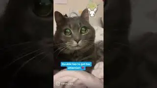 Cat Purring Looks Into Your Soul🔮  