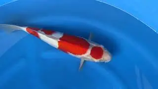 Abe Marusho Maruten Kohaku Himitsu 2025