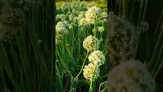 Onion Flower #shorts #viral #onion