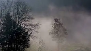 Туманы белые