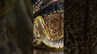 Jaguar vs. Caiman to the Death! #jaguar #wildlife #animals