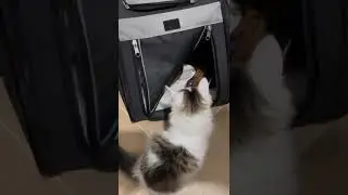 Жесть! Котëнок загрыз собаку😱. Смотреть до конца!