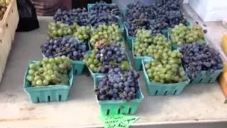 Free bees with grapes