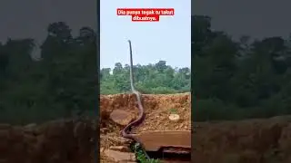 'King Cobra' tegak berdiri menanti mangsa.. ‼️