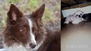 Cute dog Mac-ted