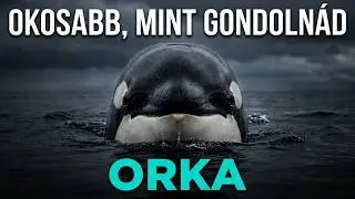 MIÉRT NEM TÁMAD EMBERRE? Az orka titka MEGFEJTHETETLEN