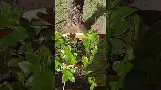 #shorts# A planta Peixinho