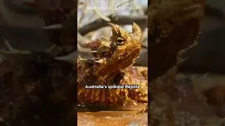 Thorny Devil