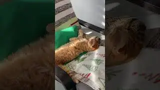 Весна Весна