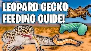 What Do Leopard Geckos Eat? Leopard Gecko Feeding Guide