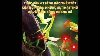 Cuộc Hành Trình Vào Thế Giới Của Bọ Ngựa: Những Sự Thật Thú Vị Và Cuộc Sống Hoang Dã