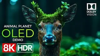Animal Planet OLED Demo HDR 8K Ultra HD Dolby Vision™ 60fps