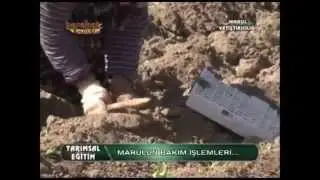 Serada Marul Yetiştirme 8. Bölüm