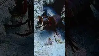 The Peacock Mantis Shrimp, a natural wonder of Raja Ampat 