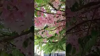 какая красота