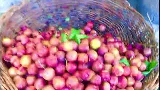 Fruit Hub Nilt Nagar Valley, Gilgit-Baltistan Pakistan