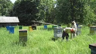 Катмыш. Пасека Шарифуллиных