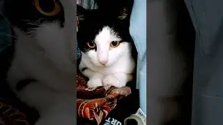 Кто живёт лучше всех? #двесобакитрикота #cat #catcat