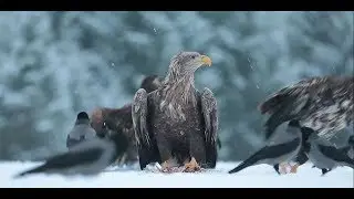3/23/18 - An incredible Eagle Nest in Norway - LIVE Interview behind the Scene