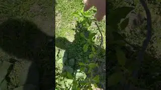 Espalier apple training 2024