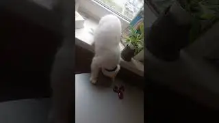спиннеры на пол  #cat #cats