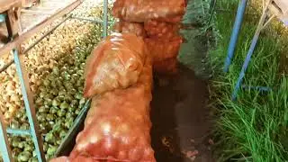 Высаживаю лук на перо 