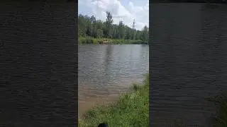 Сап-борды в каждом водоёме 😊 #сапборд #бордерколли #собака #плаванье  @Mila_PopDog #dog