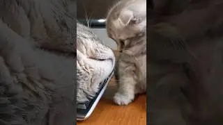 НАВЕРНОЕ МОЙ ПАПА КОТ.ПОДУМАЛ КОТИК! 