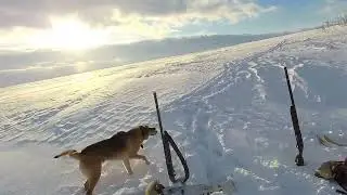 Охота на лису загоном с русской гончей