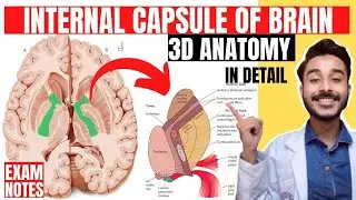 internal capsule anatomy 3d | fibers of internal capsule of brain anatomy