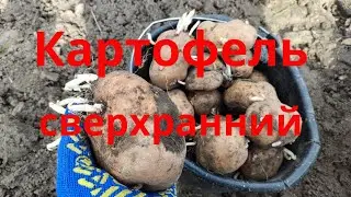 Картофель Сверхранний урожай картофеля Урожай картофеля в апреле месяце сельская жизнь
