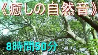 《癒しの自然音》セミの鳴き声（真夏の森林）【8時間50分】勉強・安らぎ・ﾘﾗｯｸｽ・ﾘﾌﾚｯｼｭ・ｽﾄﾚｽ解消・安眠・快眠・熟睡