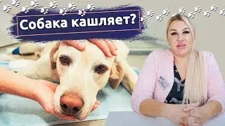 Собака чихает и кашляет? Что делать - рассказывает ветеринар