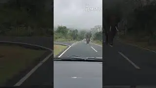 Close Call! Elephant Encounter on the Road