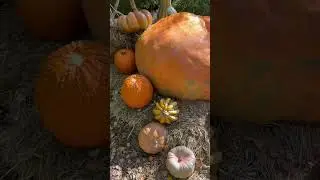 Giant Pumpkins 🎃😱 