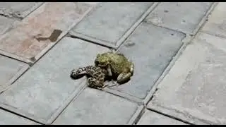 Борьба лягушек