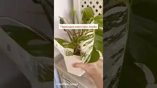 #монстера