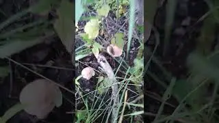 ✔Разноцветные🧡🤎🤍 подосиновики🍄✔  #деревня #грибы #deeprussia
