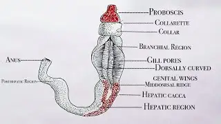How to draw Balanoglossus diagram || Balanoglossus diagram ||Class 9 || Class 11 || B.sc II