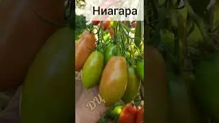 урожайные сорта томатов