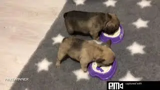Щенки французского бульдога