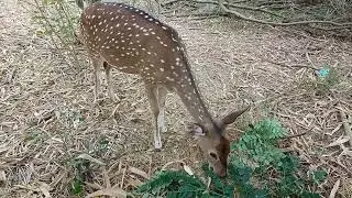 Deer 🦌 In Vandaloor zoo #deer #chennai #vandalurzoo