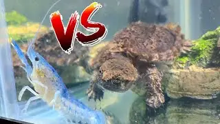 GODZILLA TURTLE EATS MY BABY BLUE LOBSTER! *Epic Battle Royale*
