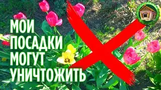 My landings can destroy. Review of the garden. How to send seedlings in the garden? 172 Series