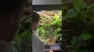 Maintaining a tropical jungle ecosystem 🌱