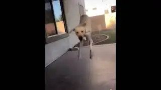 Собака очень высоко прыгает собака колобака