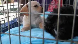 Eastlake Village Veterinary Clinic | Dog Rescue | San Diego | Adoption