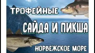 РР4 | ТРОФЕЙНЫЕ сайда и пикша | Норвежское море