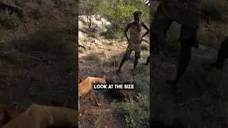 Hunter Gatherers Catch Baboon!