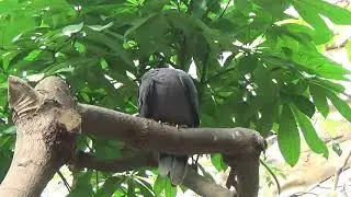 Прогулка в Bronx Zoo